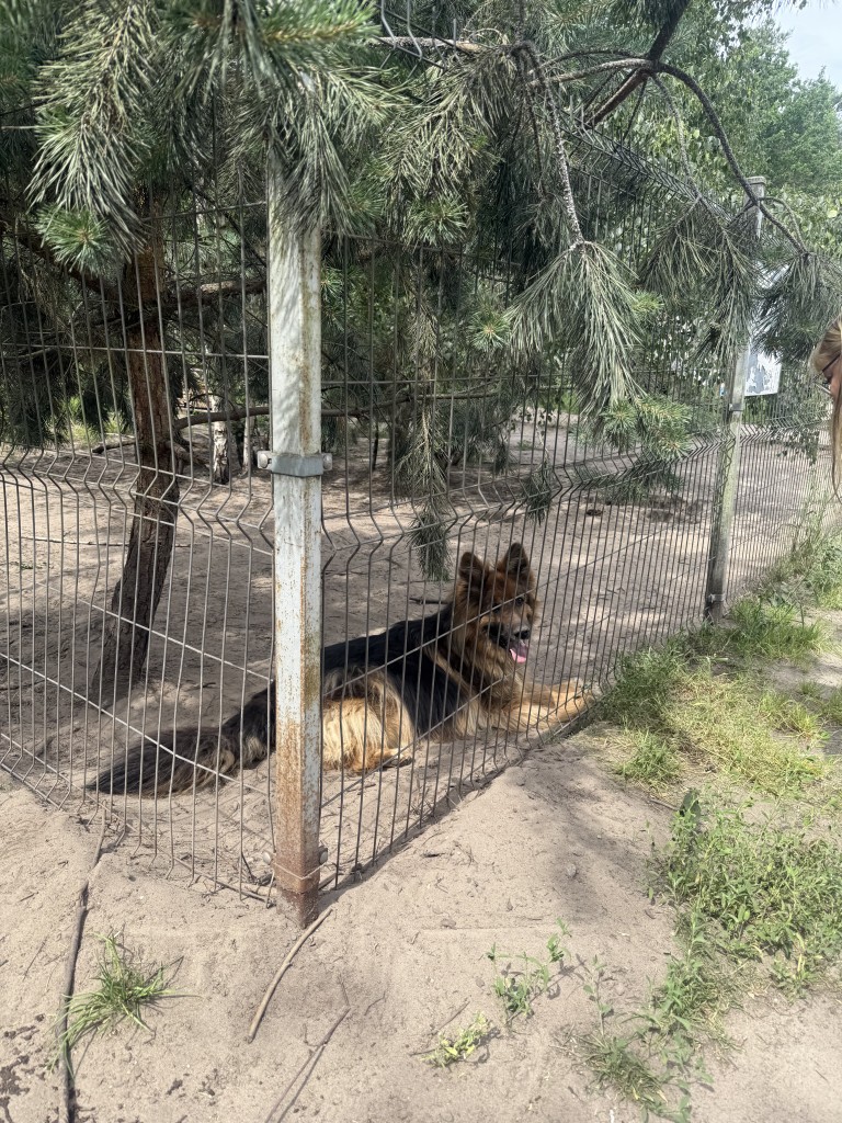 Wolontariat ZS Grójec w akcji na rzecz zwierząt – zbiórka karmy podczas festynu Św. Patryka
