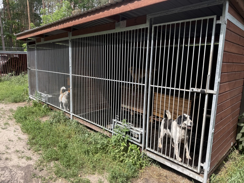 Wolontariat ZS Grójec w akcji na rzecz zwierząt – zbiórka karmy podczas festynu Św. Patryka